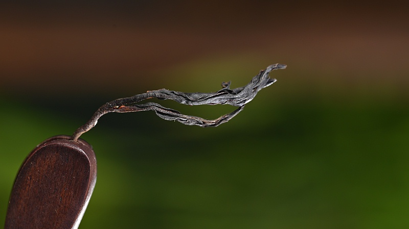 野生古樹茶紅茶條索