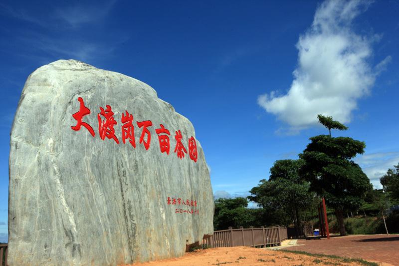 大渡崗萬畝茶園