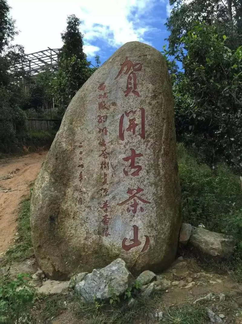 賀開(kāi)古茶山