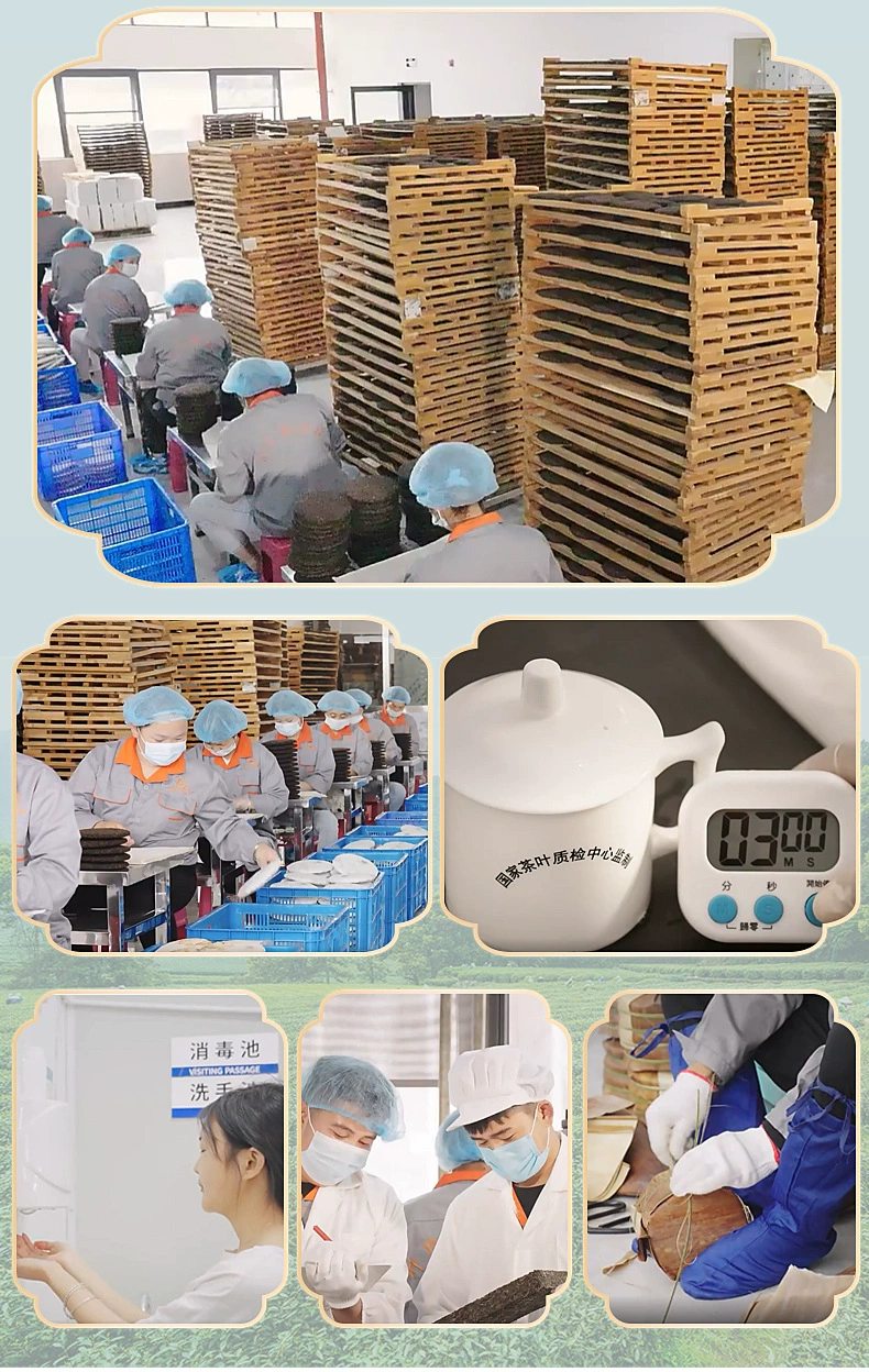 普洱茶加工工藝