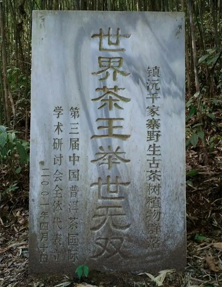 世界野生茶王樹